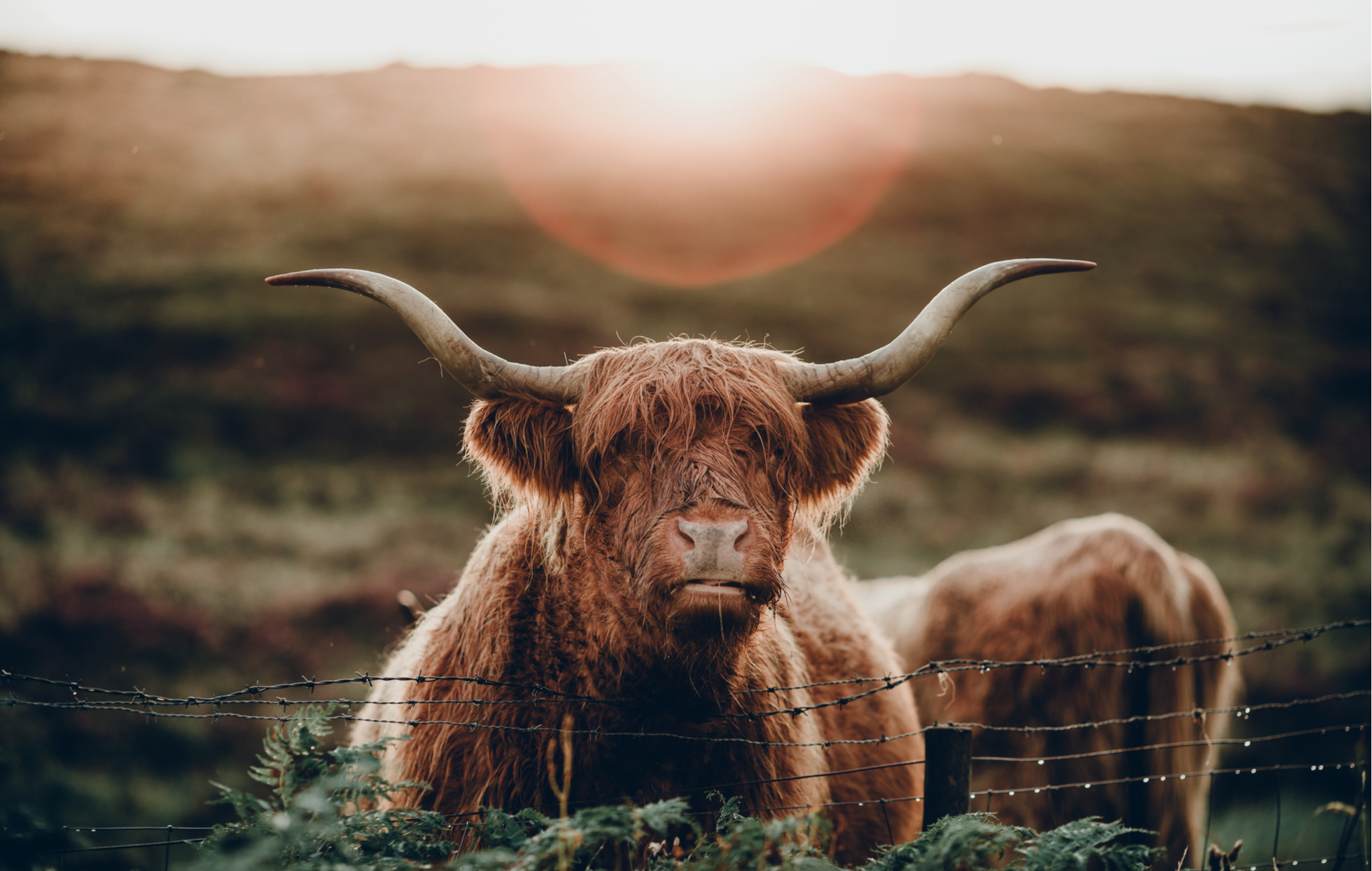 bull
